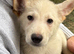 German Shepherd puppies