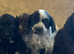 Cocker spaniel puppies