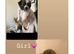 Shitzu cross Pomeranian puppie girls