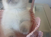 Rag doll british blue