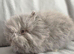 Blue Vm double mane lion head buck 4 months