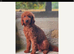 KC registered miniature poodles