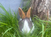 Brown&white female Dutch rabbit
