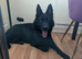 17 month black female German shepherd