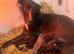 Stunning Lurcher puppies