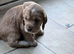 Beautiful Cocker Spaniel Puppies for Sale - Ready 14 November 2026