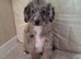 Beautiful merle femele pup