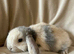 Mini lop babies