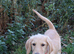 F2 Labradoodles puppies. 2 boys remaining price reduced