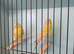 New Colour Canaries