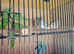 Beutifull zebra finches