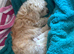 4 Bichon Frise Puppies
