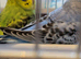 Baby budgies