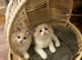 Bicolour ragdoll kittens