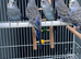 &ldquo;Beautiful Budgie Mutations