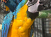 Blue and gold baby macaws ready soon