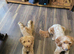 Cockapoo puppy
