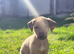 Lurcher puppies. 5 boys 1 girls left