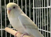 1 baby budgies