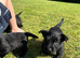 Scottish terrier puppies KC