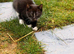 Male kittens for sale