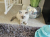 Mischievous Ragdoll boys