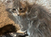 Maine Coon Girl Kittens