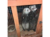 Ferret kits