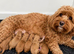 8 Beautiful FB1 Cockapoo’s Looking For Their Forever Homes.