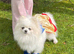 Stunning girl Pomeranian