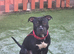 Rocco staff x cane corso 2 years old collection cullompton only