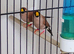 Wanted masked grassfinch