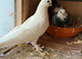 Kurdish pigeon for sale