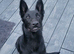 Beautiful 5 Month Old Belgian Shepherd