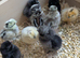Day old silkie chicks for sale