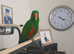 Male eclectus approximately 8 years old
