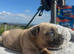 7 cane corso puppies for sale
