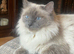 Amazing blue point kittens for sale