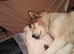 Siberian husky x Malamute (Looking for forever home)