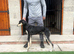Saluki greyhound