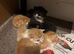 5 Male Kittens for Sale