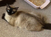 Ragdoll girl