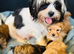 Gorgeous shihpoo pups