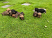 Mini Wire Haired Dachshund Pups