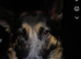 Dog for sell