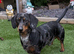 2 Adorable miniature male & female Dachshunds with Beautiful markings for sale