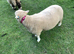 Poll Dorset ewes
