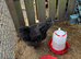 USA silkie cockerel