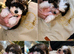 our last Toy Cavapoo Boy