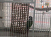 Male green cheek conure bird parakeet silly tame